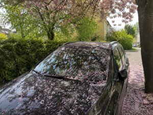 Auto unter Frühlingsbaum geparkt